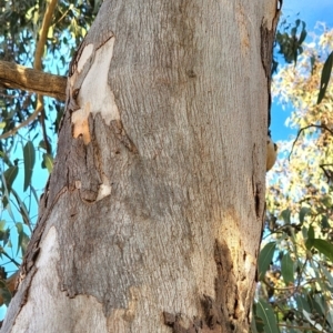 Eucalyptus amplifolia subsp. amplifolia at Curtin, ACT - 2 Nov 2023 08:17 AM