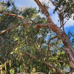 Eucalyptus amplifolia subsp. amplifolia at Curtin, ACT - 2 Nov 2023