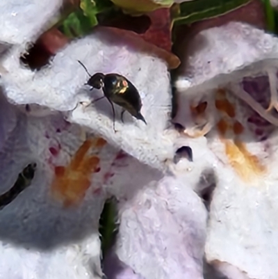 Mordella sp. (genus) (Pintail or tumbling flower beetle) at Commonwealth & Kings Parks - 1 Nov 2023 by sascha