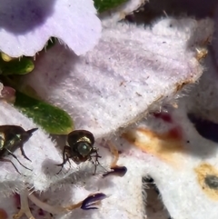 Mordella sp. (genus) at Parkes, ACT - 1 Nov 2023