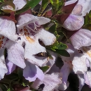 Mordella sp. (genus) at Parkes, ACT - 1 Nov 2023