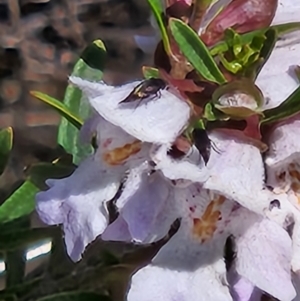 Mordella sp. (genus) at Parkes, ACT - 1 Nov 2023