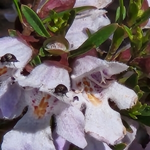 Mordella sp. (genus) at Parkes, ACT - 1 Nov 2023