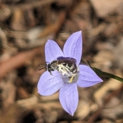 Lasioglossum (Chilalictus) sp. (genus & subgenus) at Hackett, ACT - 1 Nov 2023