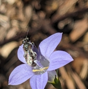 Lasioglossum (Chilalictus) sp. (genus & subgenus) at Hackett, ACT - 1 Nov 2023 04:57 PM