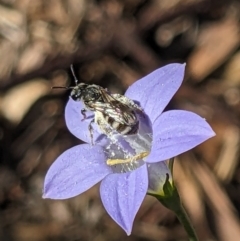 Lasioglossum (Chilalictus) sp. (genus & subgenus) at Hackett, ACT - 1 Nov 2023 04:57 PM