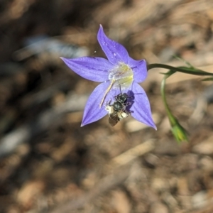 Lasioglossum (Chilalictus) sp. (genus & subgenus) at Hackett, ACT - 1 Nov 2023 04:57 PM