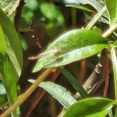 Chironomidae (family) (Non-biting Midge) at Mount Ainslie to Black Mountain - 1 Nov 2023 by sascha