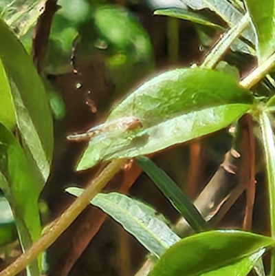 Chironomidae (family) (Non-biting Midge) at Commonwealth & Kings Parks - 1 Nov 2023 by sascha