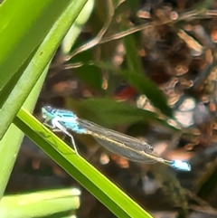 Ischnura heterosticta (Common Bluetail Damselfly) at Mount Ainslie to Black Mountain - 1 Nov 2023 by sascha