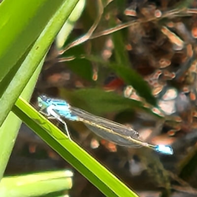 Ischnura heterosticta (Common Bluetail Damselfly) at Mount Ainslie to Black Mountain - 1 Nov 2023 by sascha