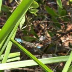 Ischnura heterosticta at Commonwealth Park (CWP) - 1 Nov 2023