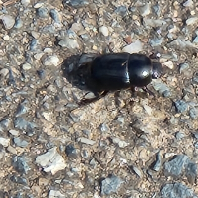 Unidentified Scarab beetle (Scarabaeidae) at Parkes, ACT - 28 Oct 2023 by sascha