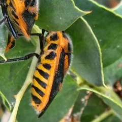 Agonoscelis rutila (Horehound bug) at Commonwealth & Kings Parks - 28 Oct 2023 by sascha