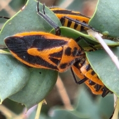 Agonoscelis rutila at Parkes, ACT - 28 Oct 2023