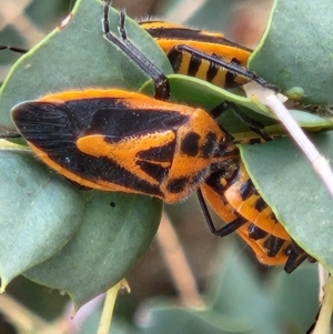 Agonoscelis rutila at Parkes, ACT - 28 Oct 2023