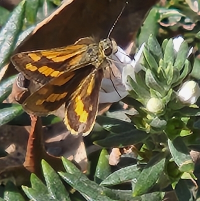 Ocybadistes walkeri (Green Grass-dart) at Commonwealth & Kings Parks - 28 Oct 2023 by sascha