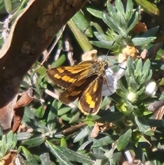 Ocybadistes walkeri at Parkes, ACT - 28 Oct 2023