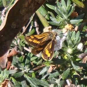 Ocybadistes walkeri at Parkes, ACT - 28 Oct 2023