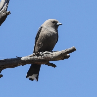 Artamus cyanopterus (Dusky Woodswallow) at Bredbo, NSW - 30 Oct 2023 by AlisonMilton