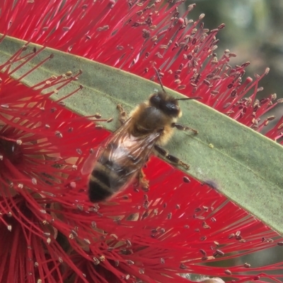 Apis mellifera (European honey bee) at Commonwealth & Kings Parks - 27 Oct 2023 by sascha