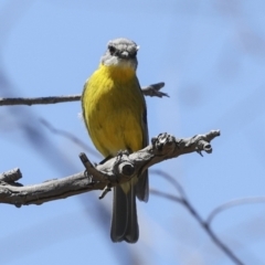 Eopsaltria australis (Eastern Yellow Robin) at Bredbo, NSW - 31 Oct 2023 by AlisonMilton