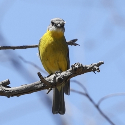 Eopsaltria australis (Eastern Yellow Robin) at Bredbo, NSW - 31 Oct 2023 by AlisonMilton