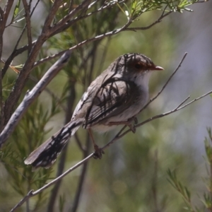 Malurus cyaneus at Bredbo, NSW - 31 Oct 2023