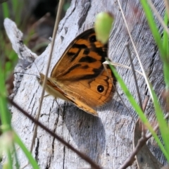 Heteronympha merope (Common Brown Butterfly) at Beechworth, VIC - 29 Oct 2023 by KylieWaldon