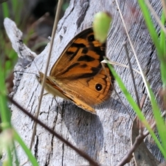 Unidentified Nymph (Nymphalidae) at Beechworth, VIC - 28 Oct 2023 by KylieWaldon