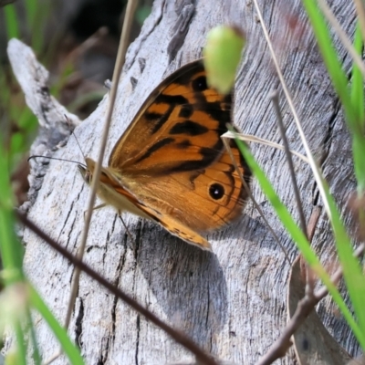 Heteronympha merope at Chiltern-Mt Pilot National Park - 28 Oct 2023 by KylieWaldon