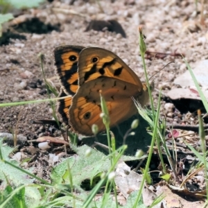 Heteronympha merope at Beechworth, VIC - 29 Oct 2023 10:09 AM