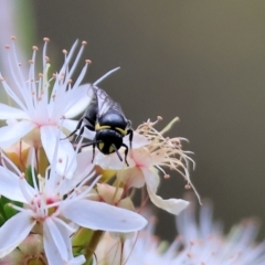 Hylaeinae (subfamily) (Masked bee, Hylaeine bee) at Beechworth, VIC - 29 Oct 2023 by KylieWaldon