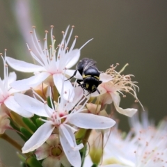 Hylaeinae (subfamily) at Beechworth, VIC - 29 Oct 2023 09:53 AM