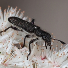 Eleale sp. (genus) (Clerid beetle) at Beechworth, VIC - 29 Oct 2023 by KylieWaldon