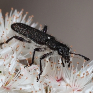 Eleale sp. (genus) at Beechworth, VIC - 29 Oct 2023