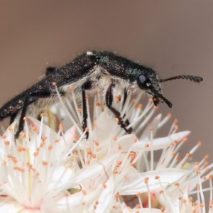 Eleale sp. (genus) at Beechworth, VIC - 29 Oct 2023