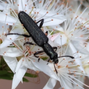 Eleale sp. (genus) at Beechworth, VIC - 29 Oct 2023