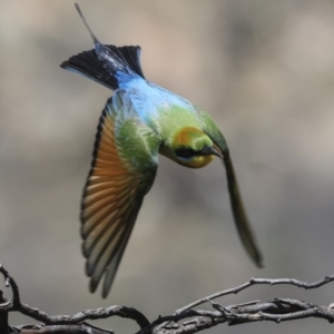 Merops ornatus at Bredbo, NSW - 31 Oct 2023