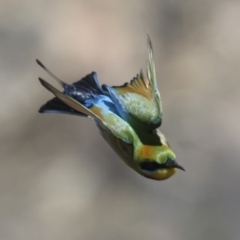 Merops ornatus at Bredbo, NSW - 31 Oct 2023