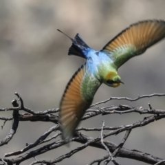 Merops ornatus at Bredbo, NSW - 31 Oct 2023