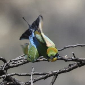 Merops ornatus at Bredbo, NSW - 31 Oct 2023