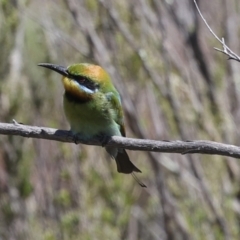 Merops ornatus at Bredbo, NSW - 31 Oct 2023