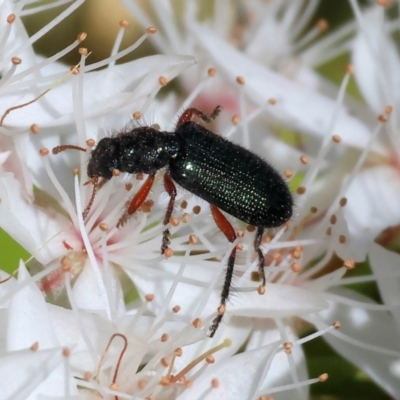 Eleale aspera (Clerid beetle) at Beechworth, VIC - 28 Oct 2023 by KylieWaldon