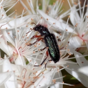 Eleale aspera at Beechworth, VIC - 29 Oct 2023 09:55 AM