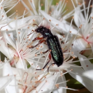 Eleale aspera at Beechworth, VIC - 29 Oct 2023 09:55 AM