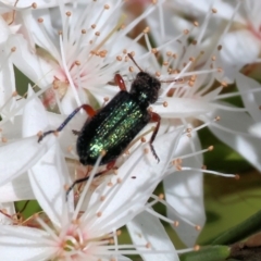 Eleale aspera at Beechworth, VIC - 29 Oct 2023 09:55 AM