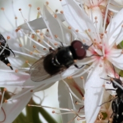 Unidentified Flower-loving fly (Apioceridae) at Beechworth, VIC - 28 Oct 2023 by KylieWaldon
