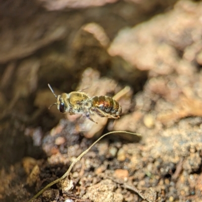 Leioproctus (Leioproctus) amabilis (A plaster bee) at Holder, ACT - 1 Nov 2023 by Miranda
