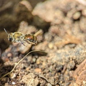 Leioproctus (Leioproctus) amabilis at Holder, ACT - 1 Nov 2023